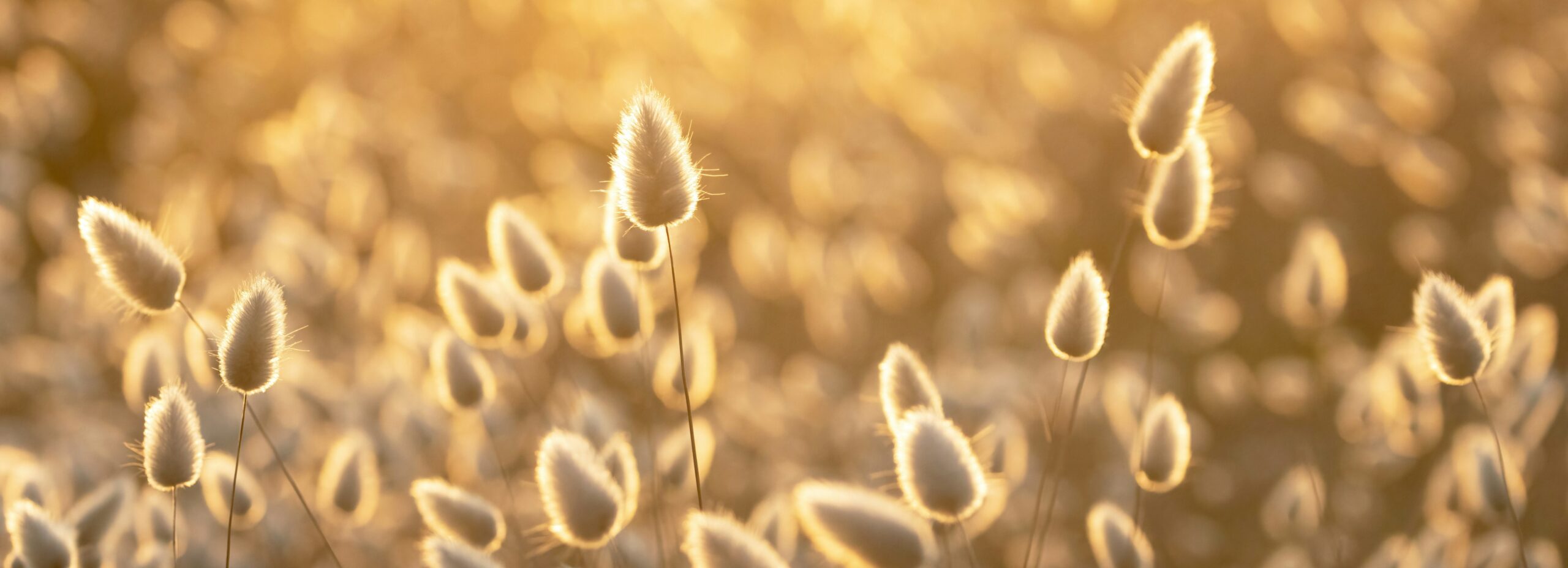 Elisabeth Maret - Ostéopathe 2